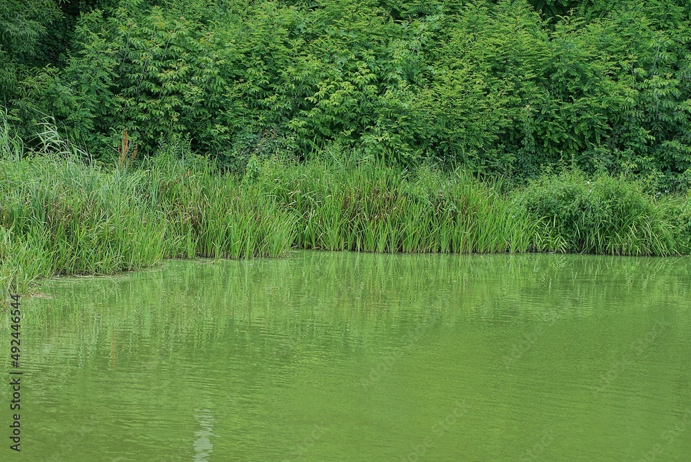 shore overgrown with green reeds near the water of the lake