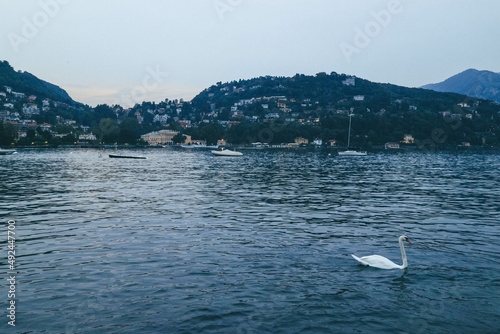 Nighty rainy day over Como Lake with several white swans swimming over beautiful landscape 