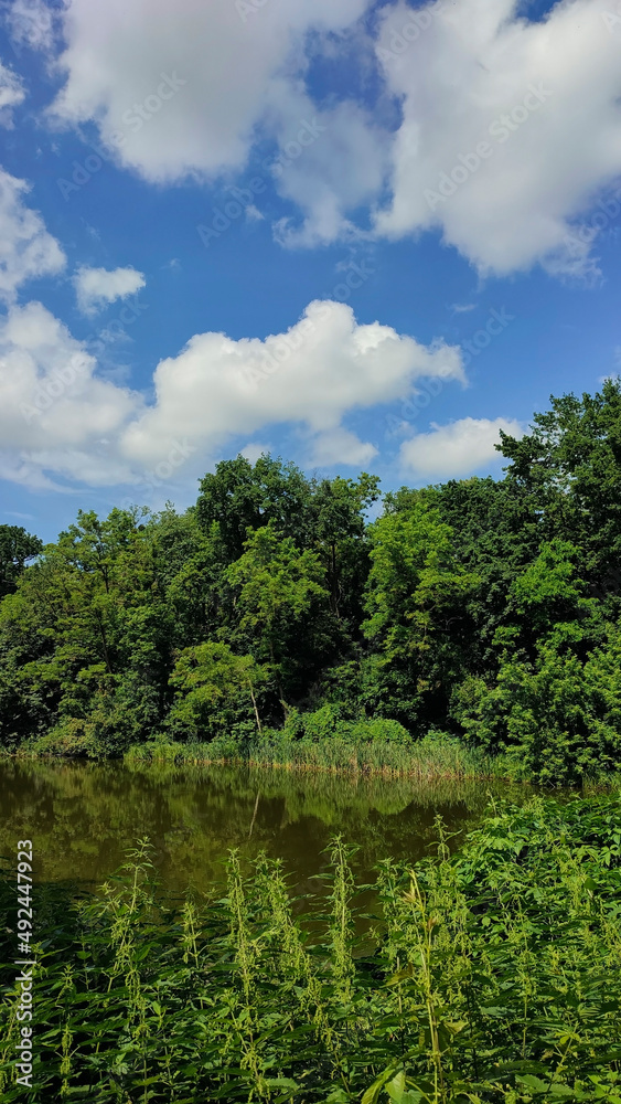 lake in the green deciduous forest lake in the green deciduous forest