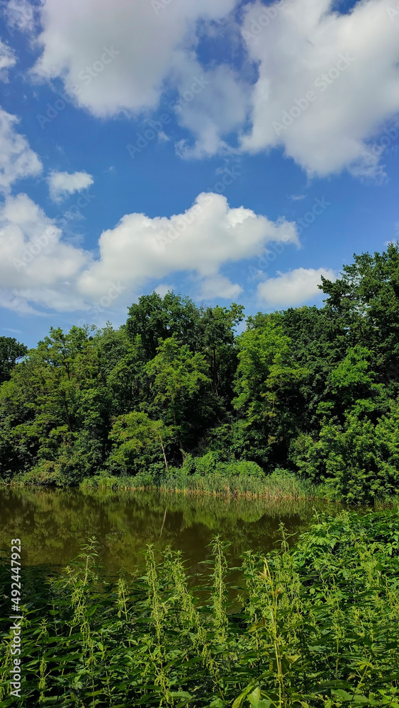 lake in the green deciduous forest