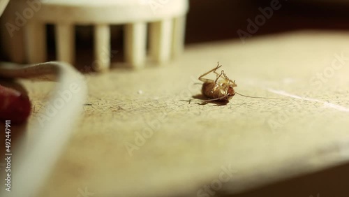 a dying cockroach in the kitchen cabinet , close - up