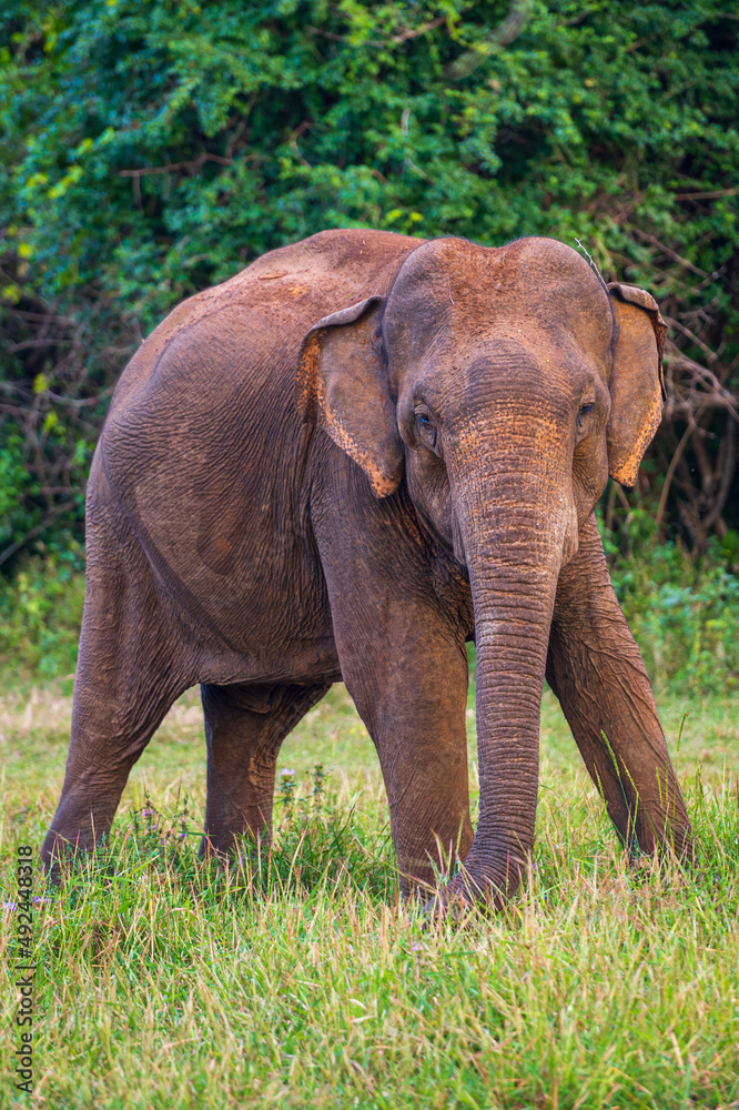 Fototapeta premium Elephants in the National Park