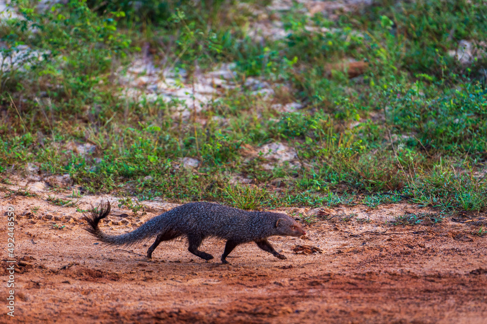 Mongoose in the Yala National Park, Sri Lanka Mongoose in the Yala National Park, Sri Lanka