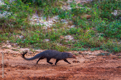 Mongoose in the Yala National Park, Sri Lanka photo