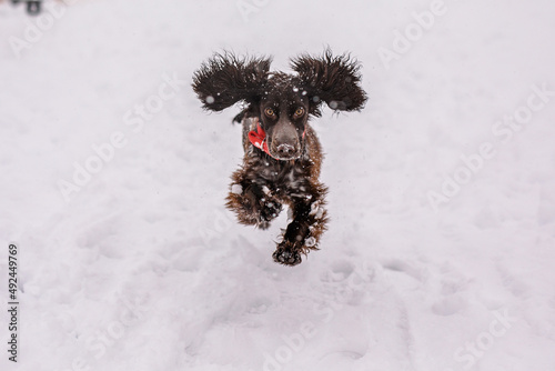 Photography Russian spaniel dog walking outside in winter, playing with me, coming into snowdrifts