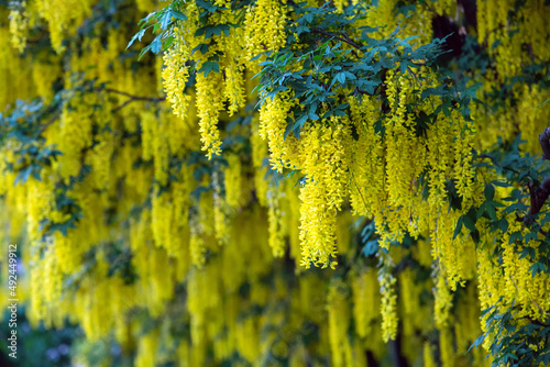 laburnum deciduous shrub or small tree from Italy in the Museum of the Palace of King Jan III in Wilanow in Warsaw  photo