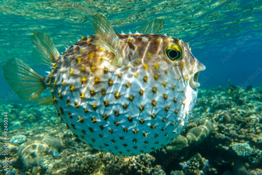 Yellowspotted burrfish is in a defensive position Yellowspotted burrfish is in a defensive position