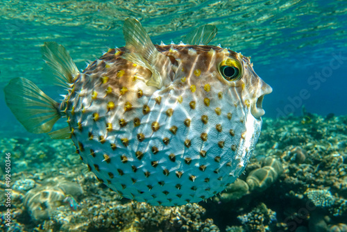 Yellowspotted burrfish is in a defensive position