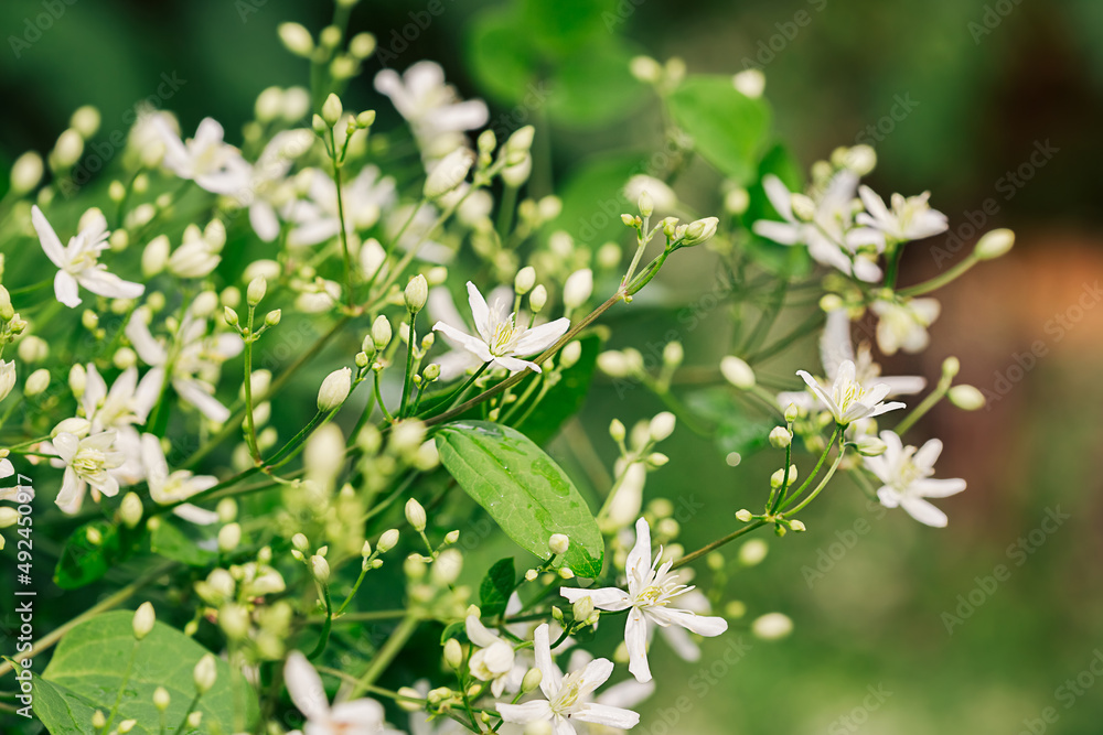 Large group of white clematis flowers in the garden Stock Photo Adobe