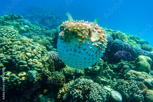 Yellowspotted burrfish  is in a defensive position