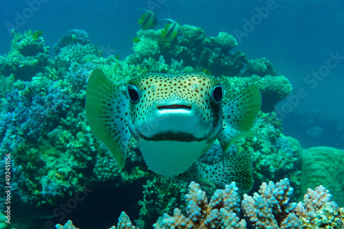 Porcupinefish  Diodon hystrix  on a coral reef Red sea