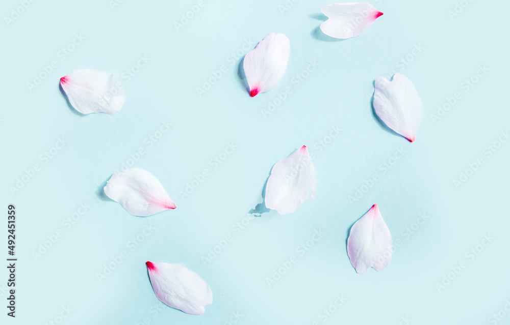 Petals pattern on pastel blue background	