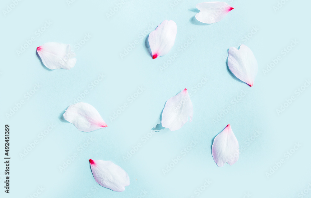 Petals pattern on pastel blue background Petals pattern on pastel blue background