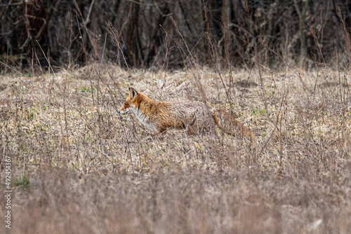 A hunting fox in a meadow. An animal searching for food in late winter. Red fox in its winter coat.