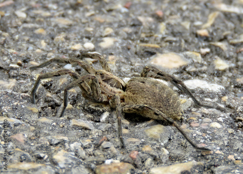 European tarantula spider  of the genus Hogna
