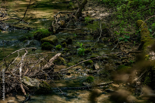 Shadows on the forest stream. 