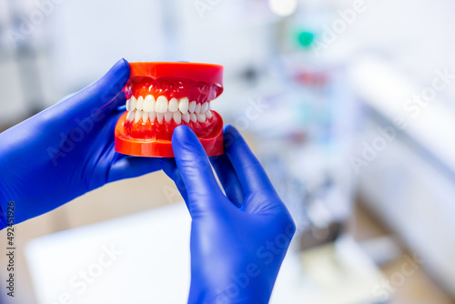 Dentist holding a jaw model in professinally equipped stomatologic cabinet photo