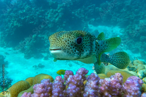 Porcupinefish (Diodon hystrix) on a coral reef Red sea © mirecca