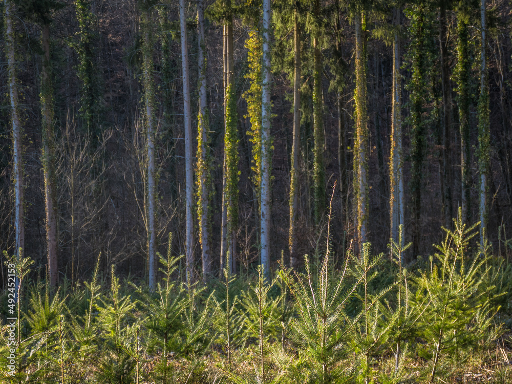 Wiederaufforstung im Mischwald durch Neuanpflanzung von jungen Bäumen Wiederaufforstung im Mischwald durch Neuanpflanzung von jungen Bäumen