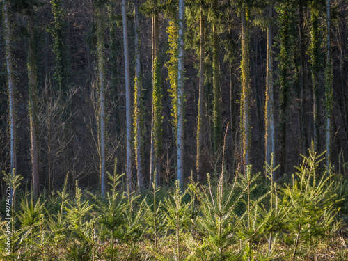 Wiederaufforstung im Mischwald durch Neuanpflanzung von jungen Bäumen © focus finder