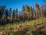 Wiederaufforstung im Mischwald durch Neuanpflanzung von jungen Bäumen
