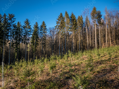Wiederaufforstung im Mischwald durch Neuanpflanzung von jungen Bäumen