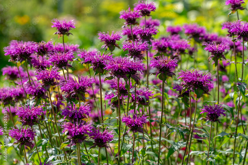 Monarda didyma Balmy Purple flowers gathered Monarda didyma Balmy Purple flowers gathered