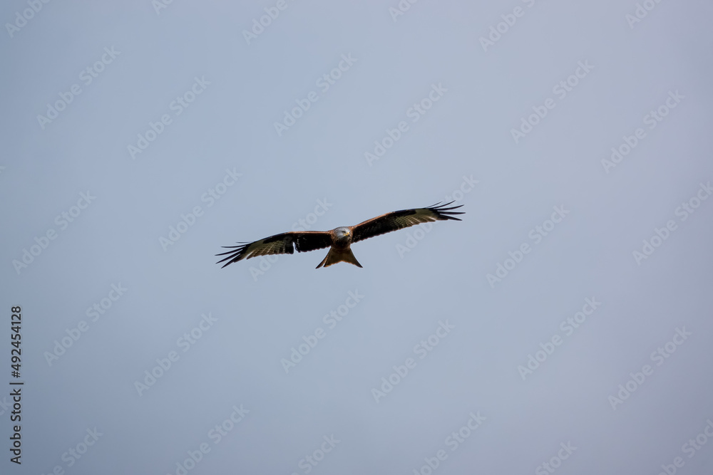 red kite (Milvus milvus) soaring with wings fully extended in a clear blue winter sky red kite (Milvus milvus) soaring with wings fully extended in a clear blue winter sky