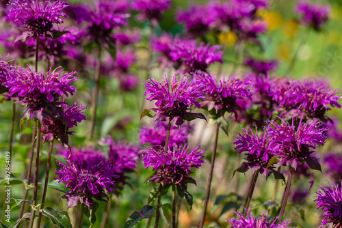 Monarda didyma Balmy Purple flowers gathered