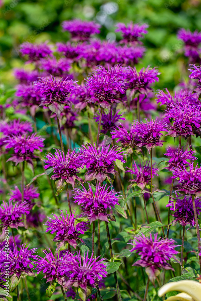 Monarda didyma Balmy Purple flowers gathered Monarda didyma Balmy Purple flowers gathered