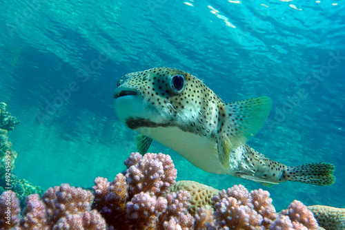 Porcupinefish (Diodon hystrix) on a coral reef Red sea