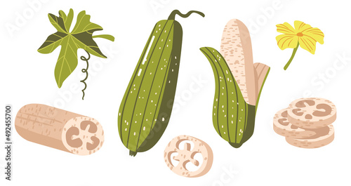 Set of Luffa Cylindrica, Sponge Gourd, Egyptian Cucumber or Vietnamese Luffa. Species of Vine Fruit, Zero Waste Sponges