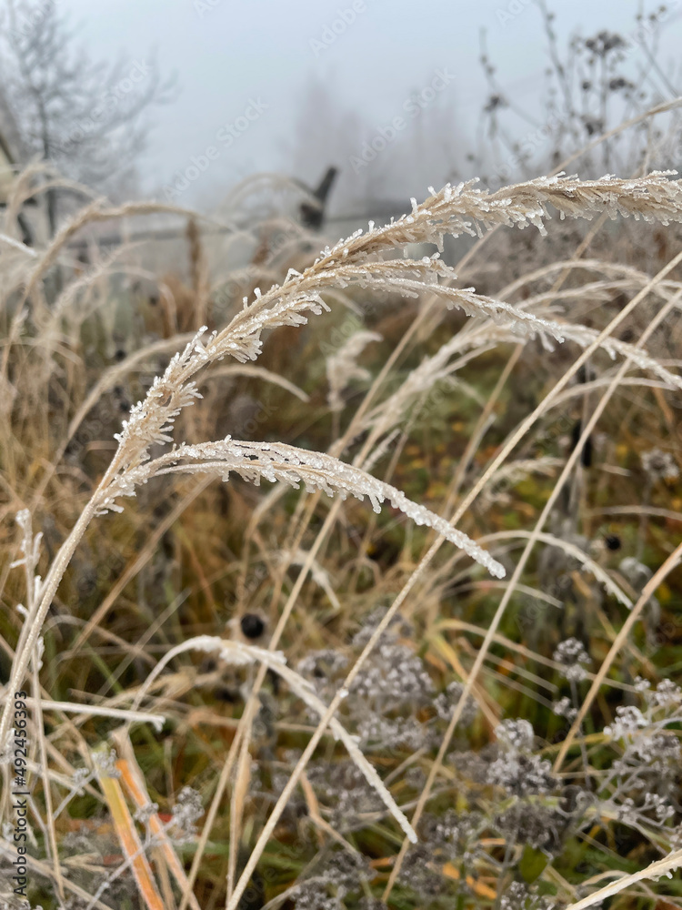 Fototapeta premium Last years grass covered with frost, very cold weather in winter