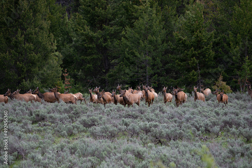 Herd of Elk running in Grand Teton National Park