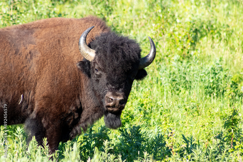 bison face with green grass editorial area