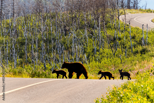 family of cimannon black bears walking across road at sunset. Momma bear and three cubs