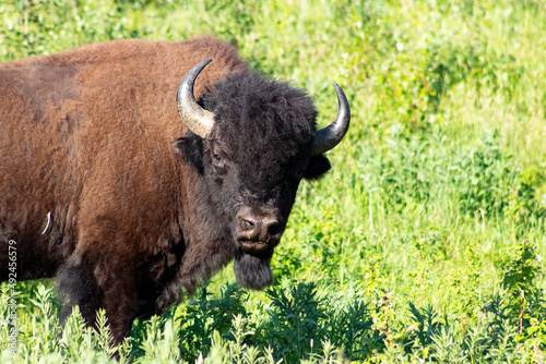 bison face with green grass editorial area