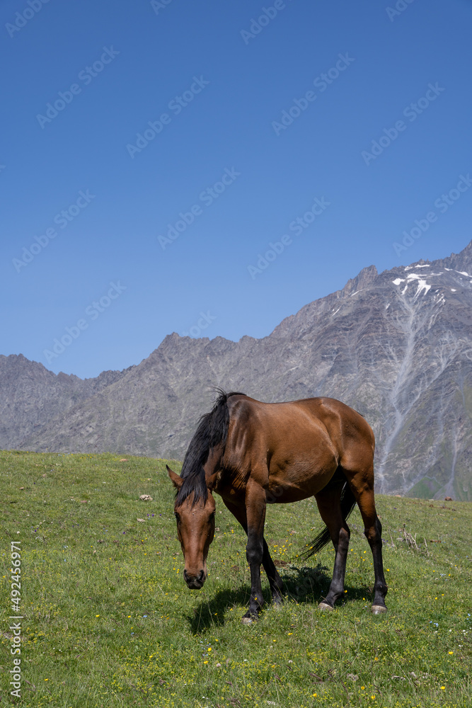 Fototapeta premium a beautiful noble horse with a great stature stands on a hill and eats green grass, behind it is a beautiful Georgian mountain landscape above which a blue sky opens