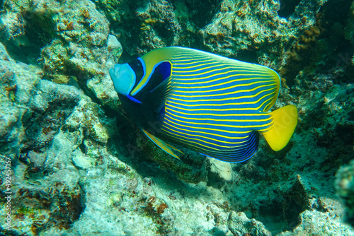Emperor Angelfish (Pomacanthus imperator) on a Coral Reef 