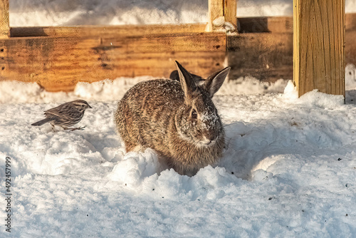 Photo A rabbit comes out from under our deck to feed on the bird seed put out after a winter snow in Windsor in Upstate NY