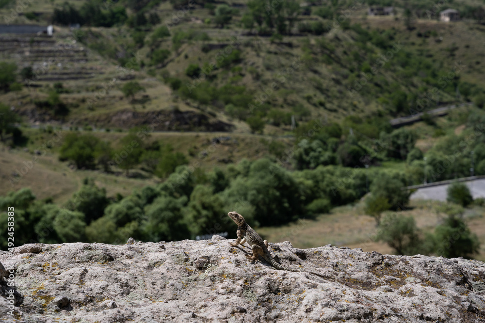 Georgia rocky mountains, where a small lizard sits on one big stone, on a sunny and hot day. Georgia rocky mountains, where a small lizard sits on one big stone, on a sunny and hot day.