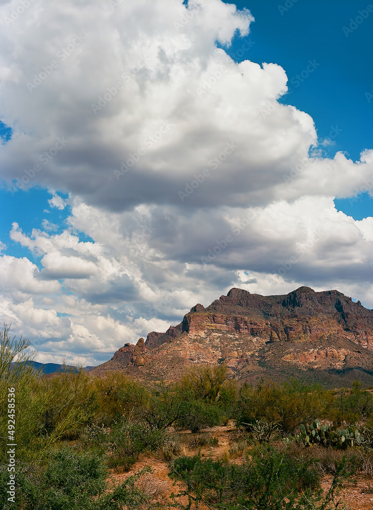Fototapeta premium Sonora Desert Arizona