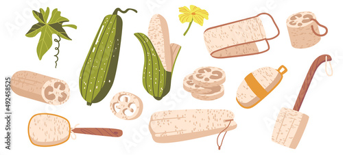 Set of Angled Luffa, Ribbed Gourd Fruits, Sliced and Whole Fresh or Dry Plants Pieces. Eco Friendly Loofah Sponge, Brush