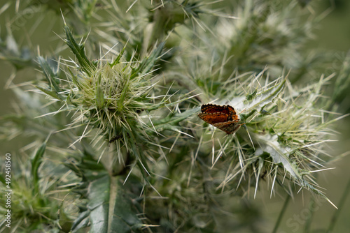 a sharp needle-shaped thistle on which there is a butterfly standing there with folded wings