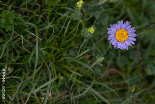 a beautiful purple flower blooms with a yellow center, green grass all around and a flower in the upper left corner