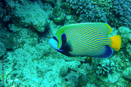 Emperor Angelfish on a Coral Reef