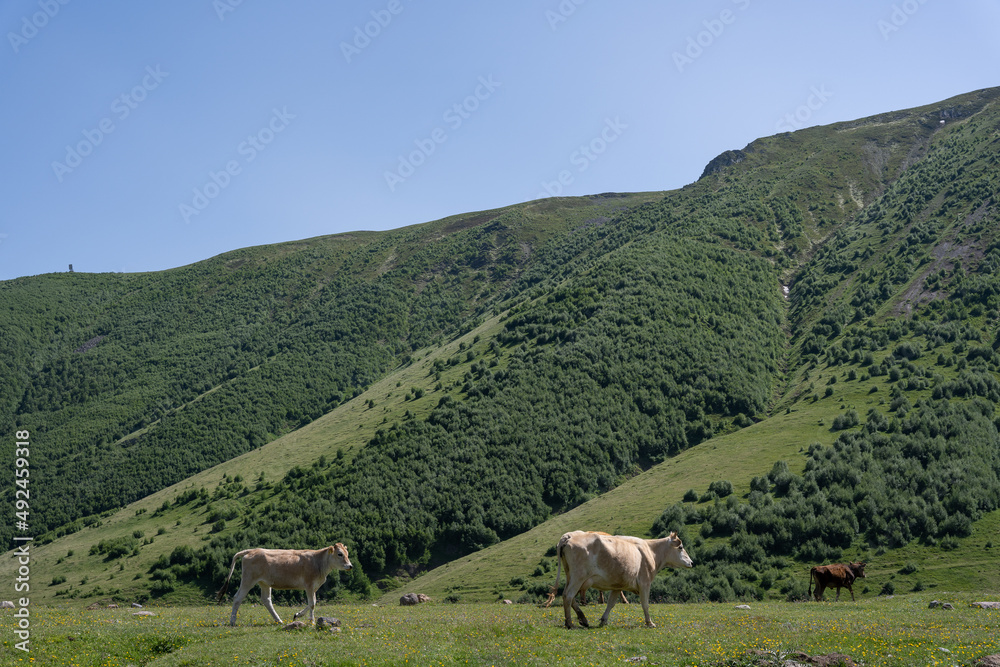 various cows graze in the green mountains of Georgia with a beautiful view of the mountains with blue skies