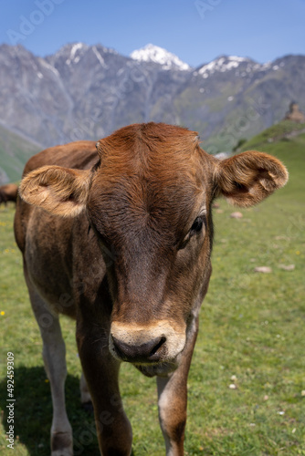 a close-up of a young cow's face when she looks directly at it © Rolands