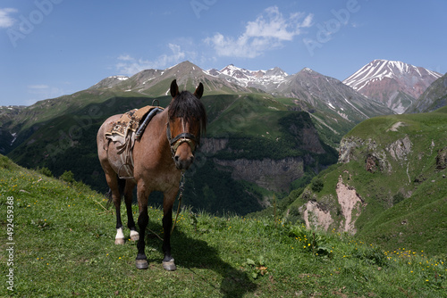 a covered little brown horse stands on a hillside behind which you can see a number of Georgian mountain scenery with a blue sky on a beautiful summer day