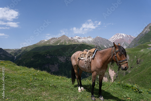 a covered little brown horse stands on a hillside behind which you can see a number of Georgian mountain scenery with a blue sky on a beautiful summer day © Rolands